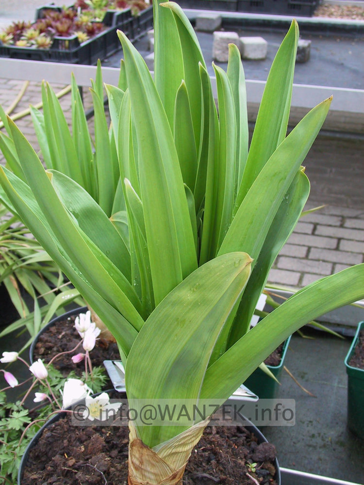 Eremurus robustus - Austrieb02.JPG